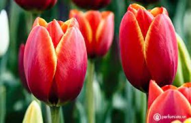 Hương Hoa Tulip